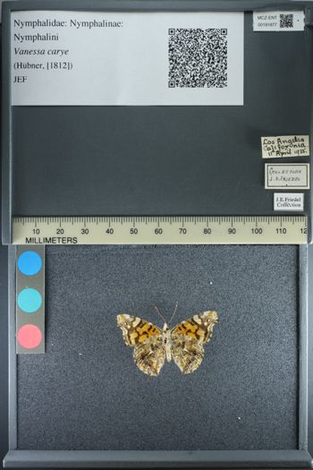 Media type: image;   Entomology 191877